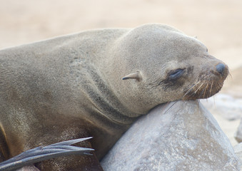 relaxing seal