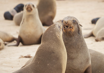 Fototapeta premium Seals at Cape Cross
