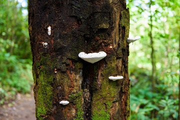 Mushrooms on a timber in nature