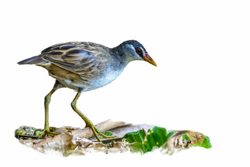 White-browed Crake(Porzana cinerea), Beautiful bird isolated with white background.
