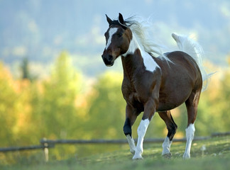 Pinto Arabian Horse trotting at pasture.