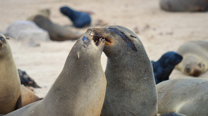 Seals at Cape Cross