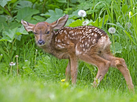 Close up of newborn Mule Deer Fawn standing in grass.