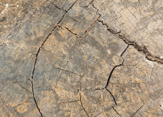 Texture of crack wood