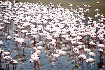 Fototapeta premium Flamingoes