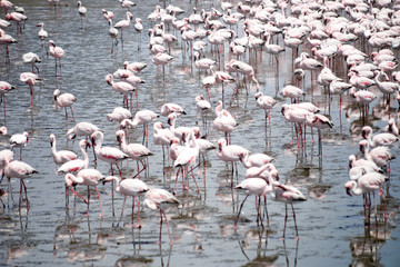 Flamingoes