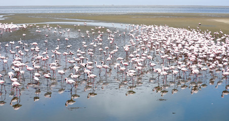 Fototapeta premium Flamingoes
