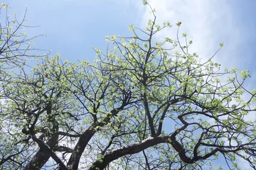 Crédence de cuisine en verre imprimé Baobab flowering baobab