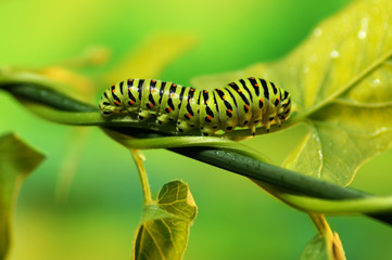 Beautiful striped green caterpillar Swallowtail butterfly on branch with green leaves on nature of summer in sun close-up macro on soft blurred background light green. Bright colorful artistic image.