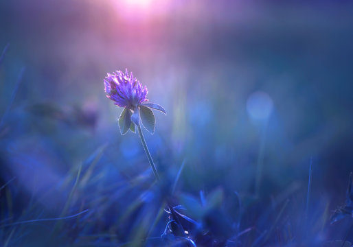 Fototapeta Beautiful purple lilac clover flower meadow in summer in the sun close-up macro on a soft blurred blue background. Meadow grass outdoors, soft focus, gentle elegant sensual air artistic image.