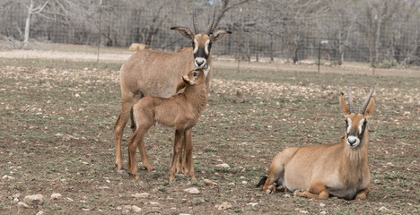 Roan Antelope and her calf