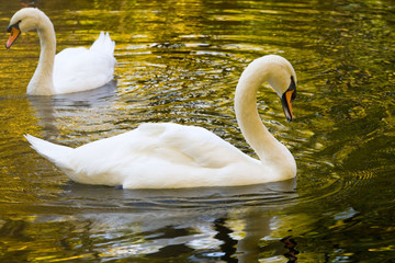 Two white swans on the autumn lake