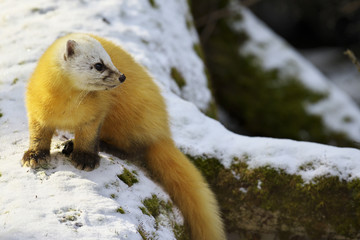 テン(Japanese marten)