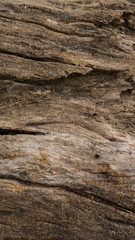 old wood texture, died tree, dead tree