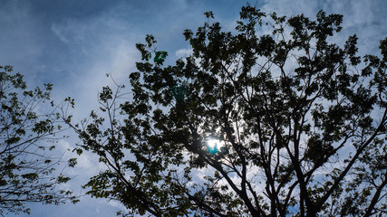 tree branch with blue sky and cloud