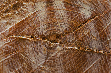 Tree texture round cut old tree