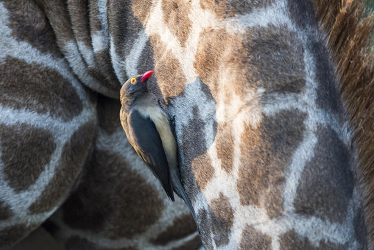 Red-Billed Oxpecker feeding on parasites on a Giraffe