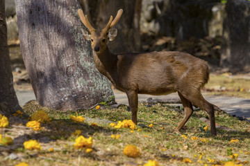 male Eld's deer, Thamin, Brow-antlered deer in field