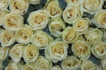 Obraz na płótnie Canvas White wedding roses