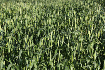 Field wheat 