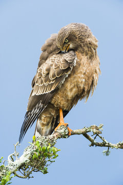 Pale chanting goshawk preening on branch, Eastern Cape, South Africa