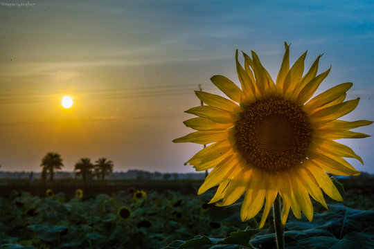 The sun with the sunflower.