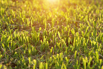 Cut the grass on the football field.