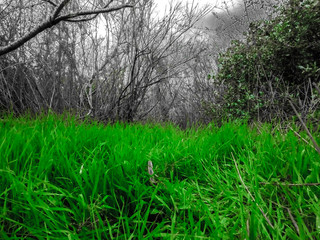 Landscape of Beautiful grass and tree