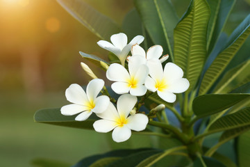 Fototapeta na wymiar frangipani flower