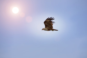 Falcon, flying in the sky at sunrise.