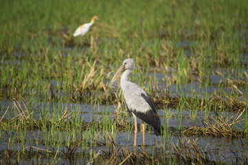 Asian Openbill or Asian Openbill Stork (Anastomus oscitans) in n