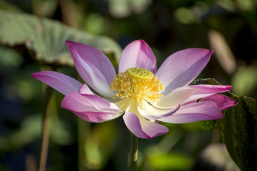 Fototapeta premium beautiful lotus flower in blooming