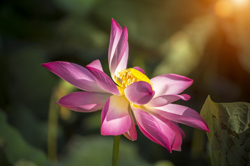 beautiful lotus flower in blooming