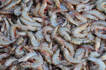 Fresh shrimp in morning market