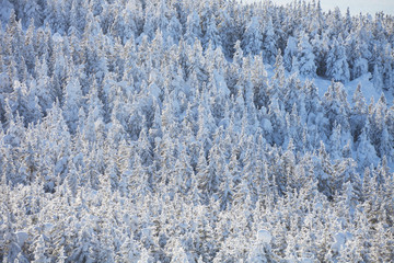 Snow covered winter forest. Top view.