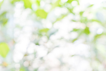 Photo Berber white Ahmadinejad caused a tree. abstract nature background,