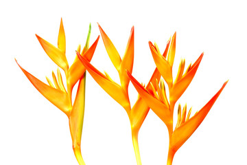 Heliconia : Golden Torch., Orange Torch. blooming on white