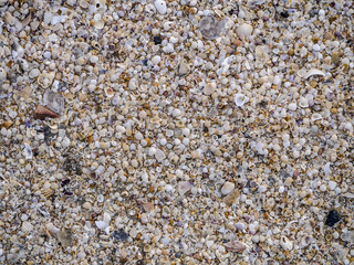 Shells on the beach background.