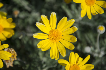 yellow flowers