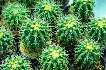 Cactus plant qrowing in flowerpot