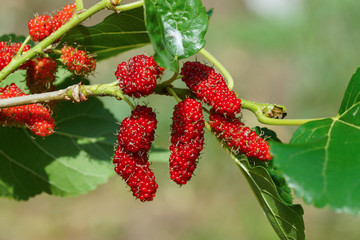 Fresh red mulberry on tree
