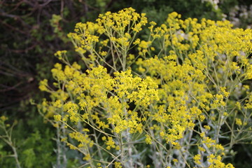 grass and yellow flower