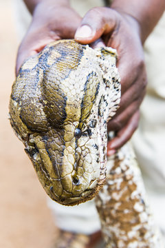 African Rock Python recovered alive after arrest of poachers