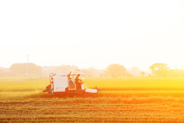 combine harvester working in ripe rice field near village