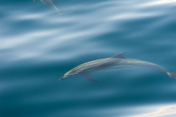 Schwimmender Delfin mit weichen Lichtreflexen auf dem Wasser