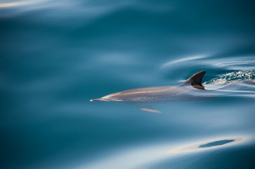 Schwimmender Delfin mit weichen Lichtreflexen auf dem Wasser © Manok