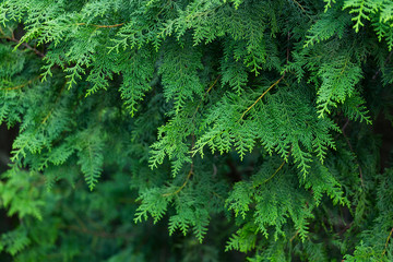Green trees in a forest