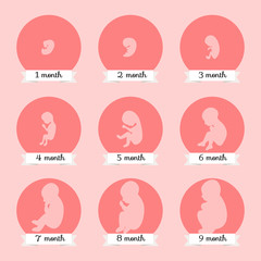 Embryo development. Human fetus growth stages of pregnancy vector illustration