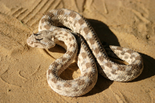 African saharan horned viper in the sand