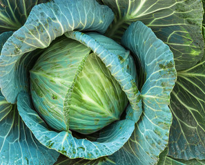 fresh cabbage